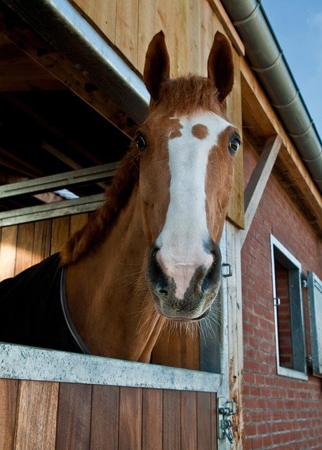 Aménagement d'écurie : designs uniques pour le bien-être des chevaux